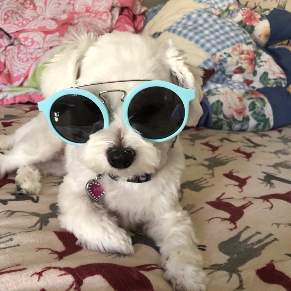 Meet your Posher, Sunny